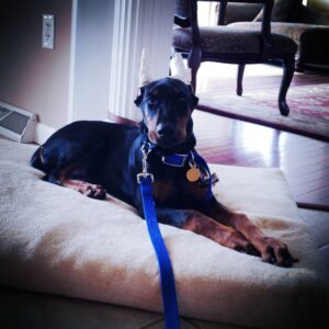 Doberman puppy learns basic manners with Fort Worth dog trainer