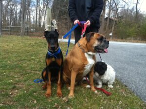 Multi-dog household learns to live in peace with Fort Worth dog trainer