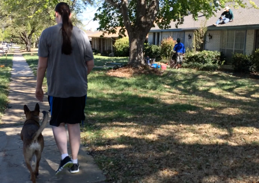 dog training in houston