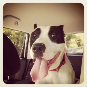 Dog training in Dallas Fort Worth