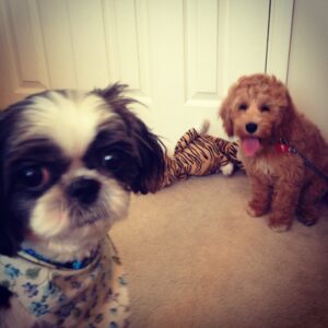 Behavior training Dallas Fort Worth