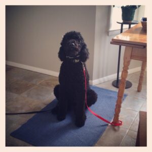 Sasha learns the 'place' command. 