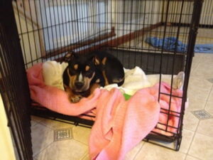 Puppy Training Dallas Fort Worth