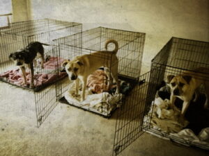 These dogs have been properly crate trained. They're happy to come out and see me, but patiently wait to be invited out. 