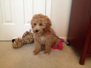 Dallas / Fort Worth puppy training