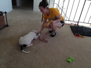 Nicole and Willow practice the down command.