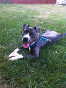 This beautiful pit bull type dog is extremely friendly! 