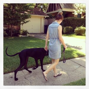 Dallas Fort Worth dog training teaches manners to young dog