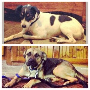 This is Faith and Shiner during their very first dog training lesson learning the place command. They are on either side of the family's tv room. The place command has been a cornerstone of our strategy to rebuild their relationship!