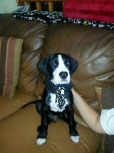 Jethro sporting his Halloween costume in his new home. Hooray for happy endings!