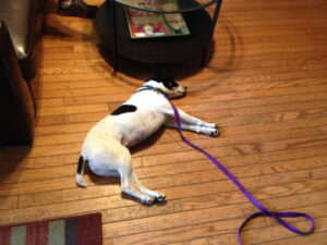 Doesn't get any more relaxed than that! This is Faith, aka the former Little Miss Anxious, doing a down/stay while her family updated me on her progress.