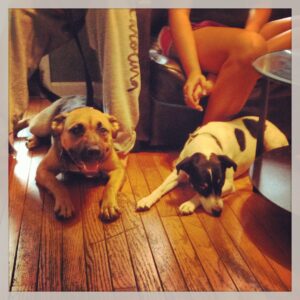 Here's Shiner and Faith during their second dog training lesson. They can now coexist peacefully, and their family is no longer worried about a fight breaking out!