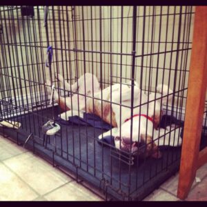 If you take the time to crate train right, you get a dog who relaxes in his crate!