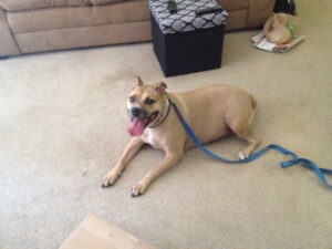 Remi on her first day of training... ever!