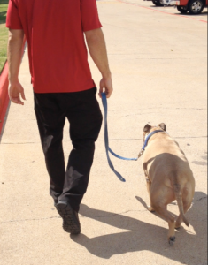 Dog training creates a bond between the dog and the handler... wouldn't you prefer that handler be you? 