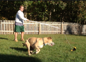 This dog is getting some energy out by playing flirt pole, a game that is both physically and mentally stimulating (when done appropriately).