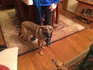 Pepper just before her first in-home dog training lesson here in Dallas.