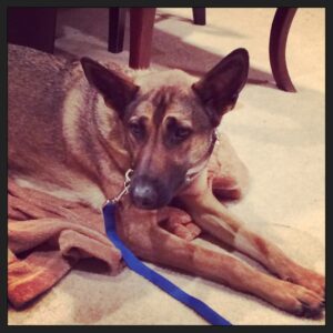 Pepper learning to relax in her place.