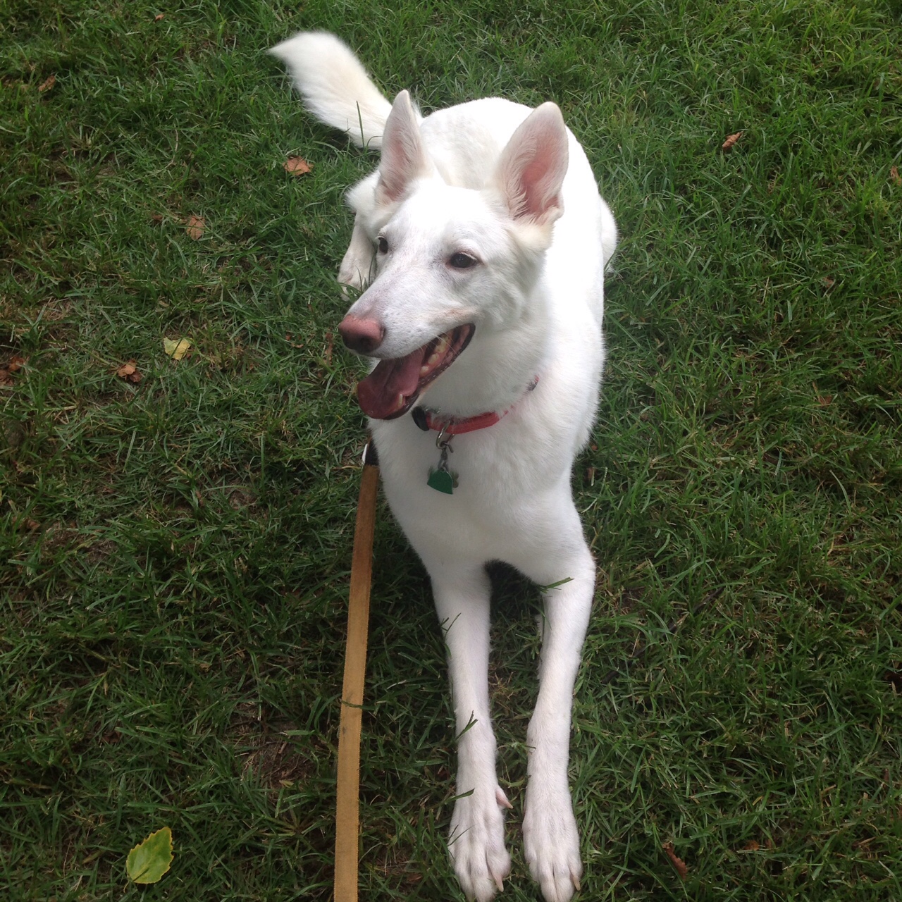 dog training in houston tx