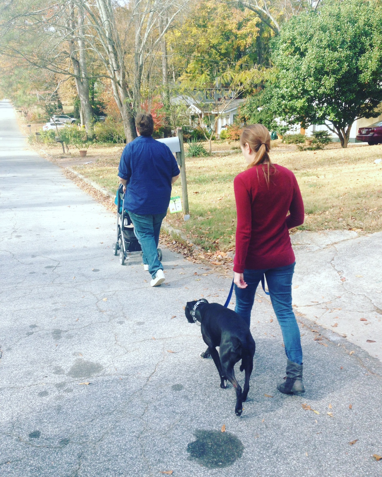 dog training in austin tx