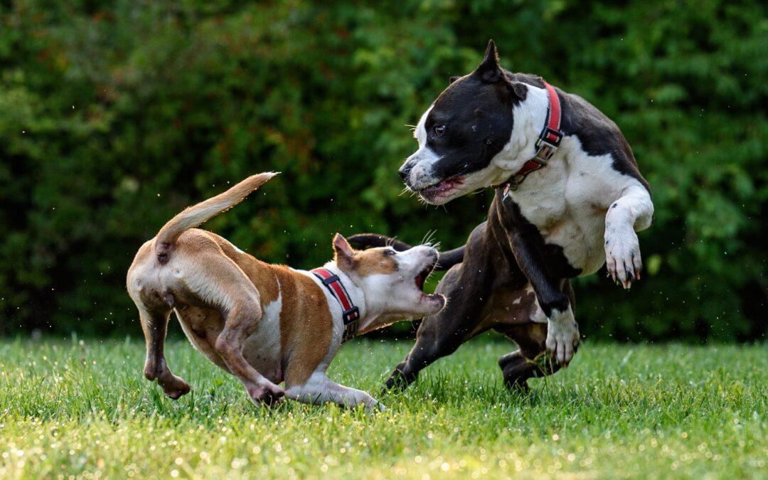Anxiety Leads to Aggression: Don’t Let it Happen to Your Dog!