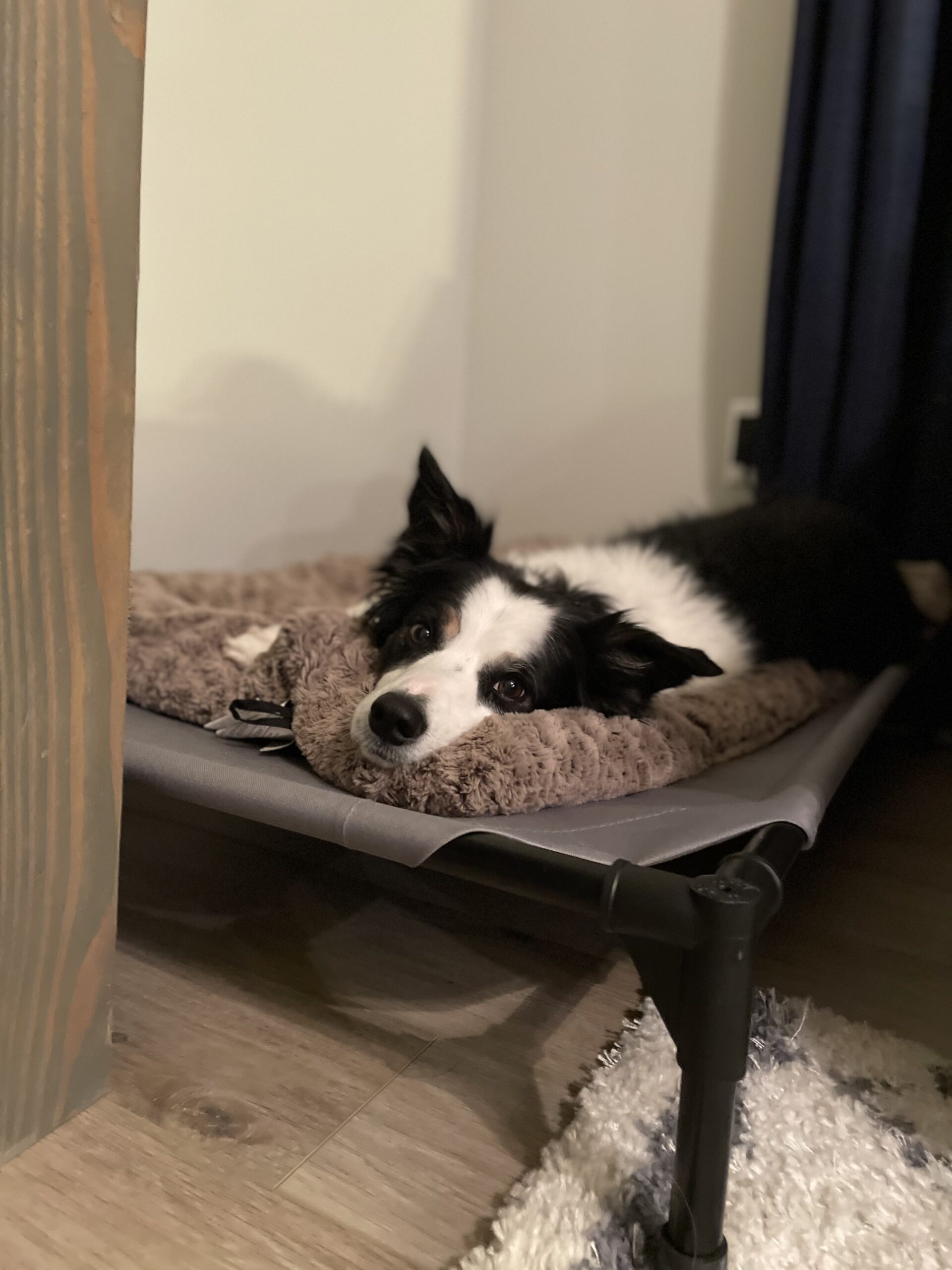 in-home dog trainer in austin tx