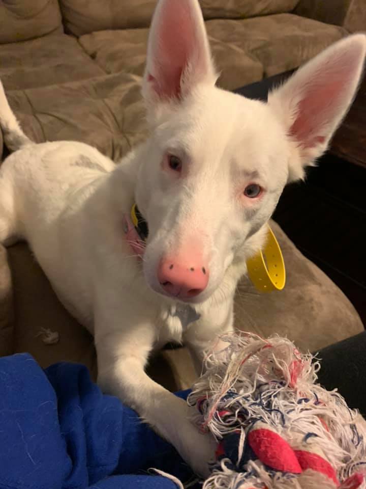 dog training in fort worth tx