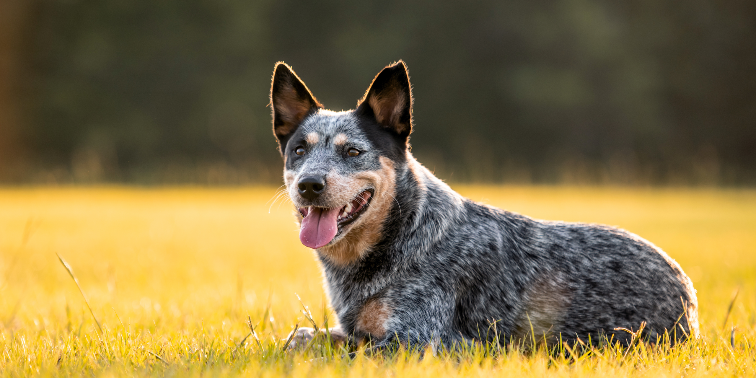 in-home dog training in houston